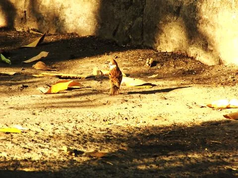 A small bird is standing on the ground in front of a wall Stock Photos
