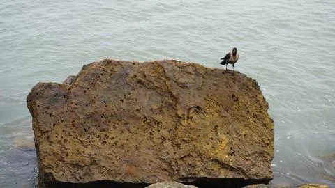 Small Bird Standing on a Large Brown Rock by Ocean Wildlife Theme 写真素材