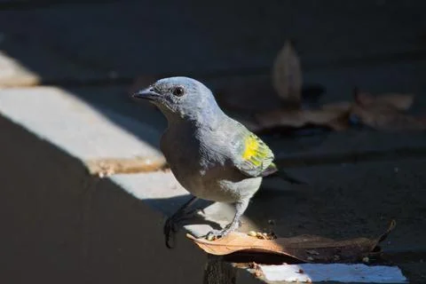 A small bird is standing on a ledge in the sun Stock Photos