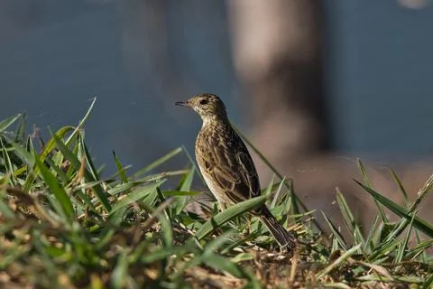 A small bird is standing on a patch of grass near a body of water Stock Photos