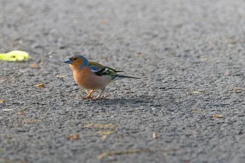 A small bird is standing on a paved road Stock Photos