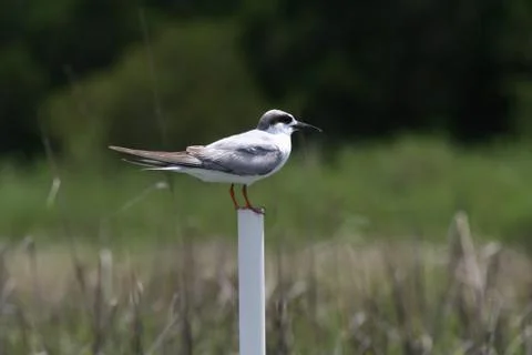Small bird standing on pvc pipe with marsh background Stock Photos