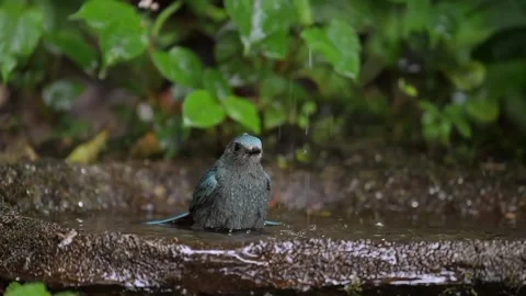 Small Bird Standing in Rainy Puddle Stock Footage 326562484