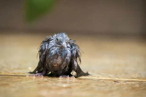 A small bird is standing on a wet surface, looking at the camera Stock Photos
