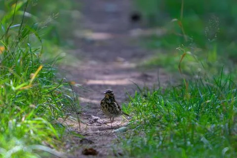 Small bird stands on a dirt path through grass. Green blades frame the scene Stock Photos