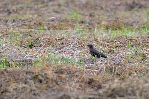 Small bird stands on dry, patchy earth. Faint green sprouts peek through brow 스톡 사진