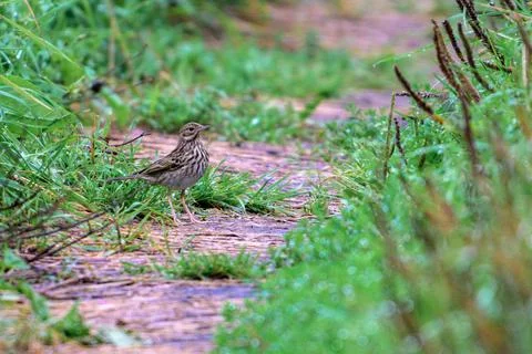 Small bird stands on muddy path beside green grass. Bird has brown, streaked Stock Photos