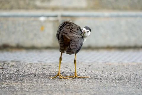 Small bird stands on paved ground Stock Photos