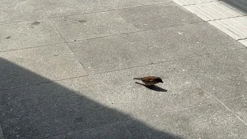 A small bird in the station is eating from the ground Stock Footage 237110166