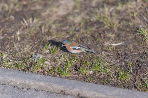 Small bird on sunlit grass picking at seeds, detailed wing pattern visible, w 스톡 사진