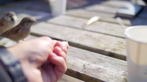Small bird on table eating from hand 스톡 동영상 58615937