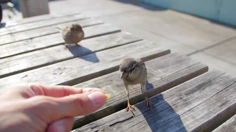 Small bird on table eating from hand 스톡 동영상 58616057