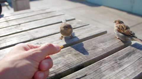 Small bird on table eating from hand 스톡 동영상 58616699