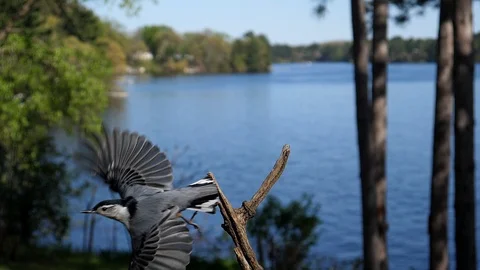 Small bird takes off from a branch. Stock-Footage 95917007