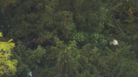 Small Bird Takes Off From within Tree Stock Footage 82187612
