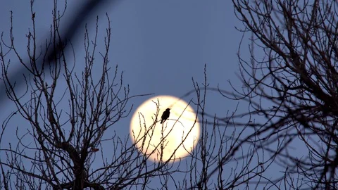 Small bird taking off against a background of full moon rising in the Stock Footage 128871896