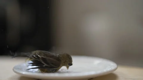 Small bird taking a bath on a small plate Stock Footage 156271265