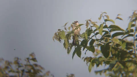 Small Bird Taking Flight from Tree Branch in Nature Stock Footage 343708191