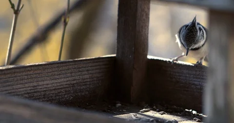 A small bird taking a seed form a bird house in slow motion Stock Footage 129397626