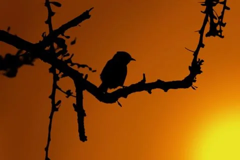 Small bird in thorn tree sunset silhouette Stock Illustration