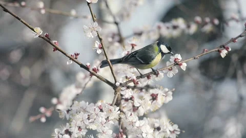 Small bird tit at blossom tree Stock Footage 237614796