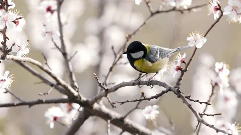 Small bird tit at blossom tree Stock Footage 237614877