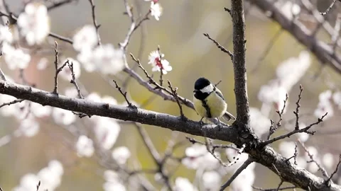Small bird tit at blossom tree Vídeos de archivo 237615016