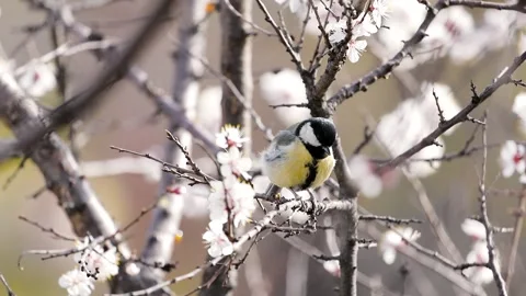 Small bird tit at blossom tree Stock Footage 237615126