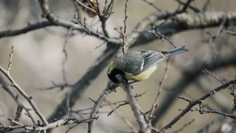 Small bird tit at blossom tree Stock-Footage 237615546