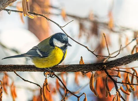 A small bird tit sits on a tree branch Stock Photos