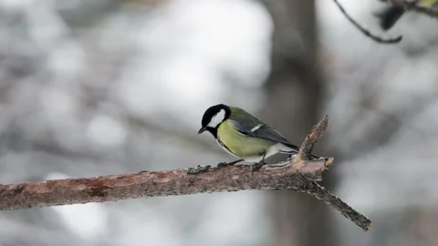 Small Bird tit on the snow cowered tree branch Vídeos de archivo 144518979