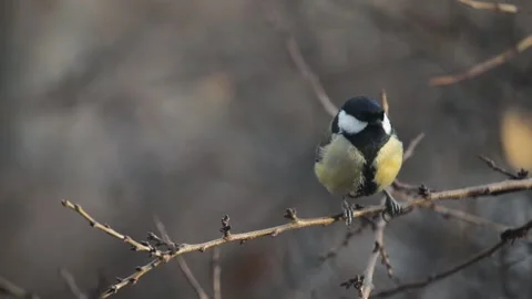 Small Bird tit on the tree branch Stock Footage 165439389