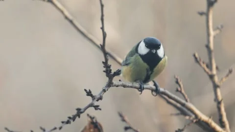 Small Bird tit on the tree branch Stock Footage 165439555