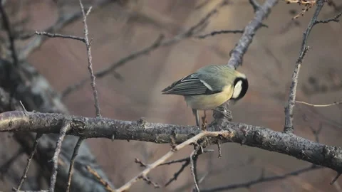 Small Bird tit on the tree branch Vídeos de archivo 165439622