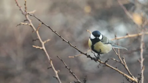 Small Bird tit on the tree branch Stock Footage 165439633