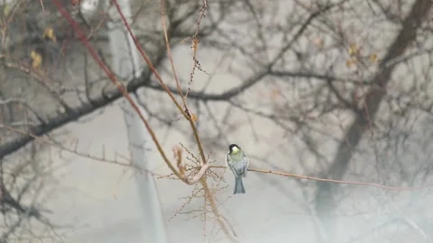 Small Bird tit on the tree branch at city park Stock-Footage 168700554