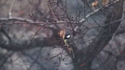 Small Bird tit on the tree branch at city park Stock-Footage 168700652