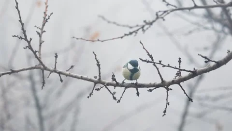 Small Bird tit on the tree branch at city park Stock-Footage 168862880