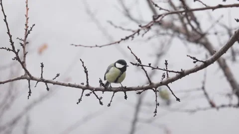 Small Bird tit on the tree branch at city park Stock Footage 168862920