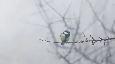 Small Bird tit on the tree branch at city park Stock Footage 168863063