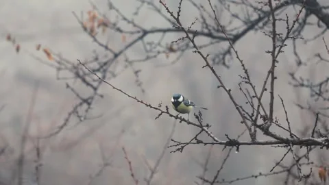 Small Bird tit on the tree branch at city park Stock Footage 168863096