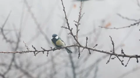 Small Bird tit on the tree branch at city park Stock Footage 168932774