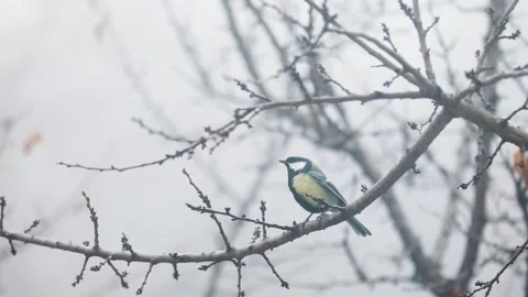 Small Bird tit on the tree branch at city park Stock Footage 168932831