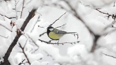 Small Bird tit on the tree branch at city park Stock Footage 169899021