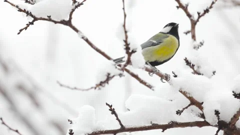 Small Bird tit on the tree branch at city park Stock Footage 169899101