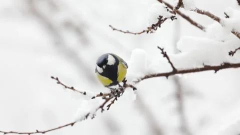 Small Bird tit on the tree branch at city park Stock Footage 169899173