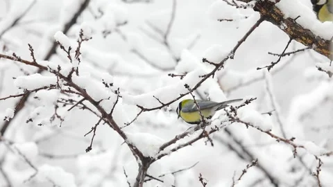 Small Bird tit on the tree branch at city park Video stock 169899421