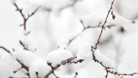 Small Bird tit on the tree branch at city park Stock Footage 169899930