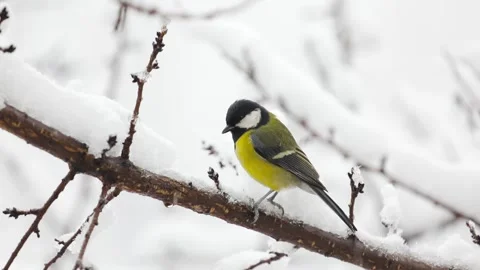 Small Bird tit on the tree branch at city park Stock Footage 169918933