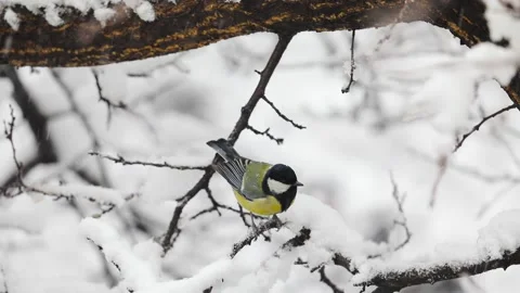 Small Bird tit on the tree branch at city park Stock Footage 169920452